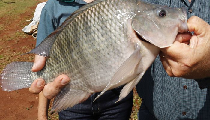 Paraná alcança marca de 273 mil toneladas de peixes em 2025 e lidera produção nacional